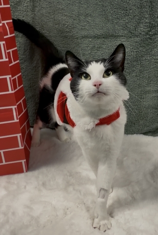 Dewey, Domestic Short Hair, White and Black, Neutered Male, Approx. 6 years old