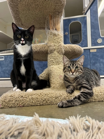 Gale & Raine, Domestic Short Hairs, Brown Tabby & Tuxedo, Neutered Male & Spayed Female, Approx. 10 months old