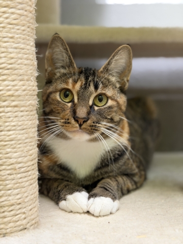 Mary, Domestic Short Hair, Torbie w/ White, Spayed Female, Approx. 1-2 years old