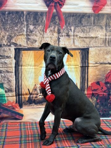 Pierre, Pitbull Mix, Brown, Neutered Male, Approx. 8 years old