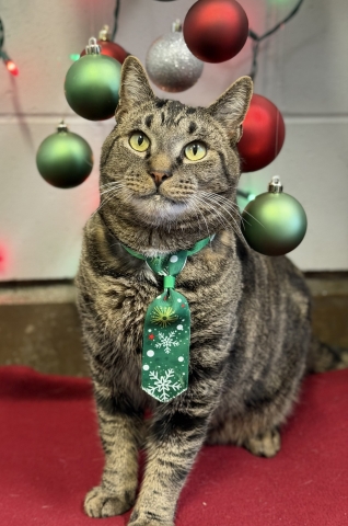 Toast, Domestic Short Hair, Brown Tabby, Neutered Male, Approx. 5-6 years old