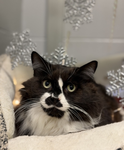 Zelda, Domestic Long Hair, Black and White, Spayed Female, 8 years old