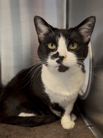 Holly, Domestic Short Hair, Tuxedo, Spayed Female, Approx. 3 years old