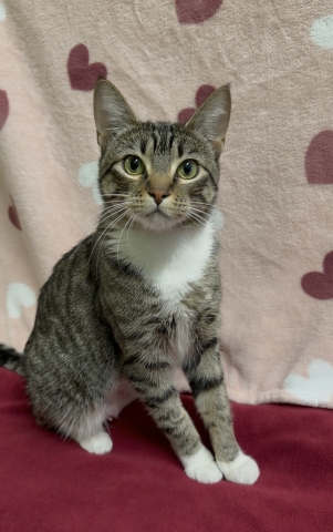 Lady, Domestic Short Hair, Brown Tabby w/ White, Spayed Female, Approx. 1.5 years old