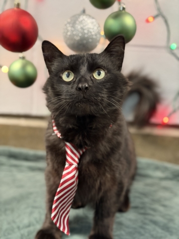 Pip, Domestic Medium Hair, Black, Neutered Male, Approx. 2 years old