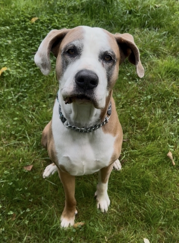 River, Mastiff Mix, Brown and White, Spayed Female, Approx. 8 years old