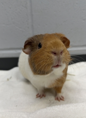 Wilma, American Guinea Pig, White and Brown, Female, Approx. 3 years old