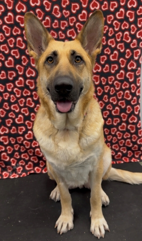 Laila, Shepherd Mix, Tan, Spayed Female, Approx. 2 years old