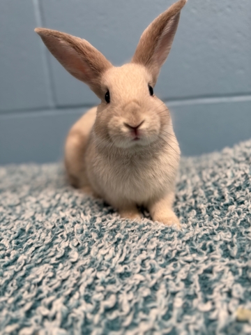 Feta, New Zealand Mix, White/Grey, Neutered Male, Approx. 5 months old