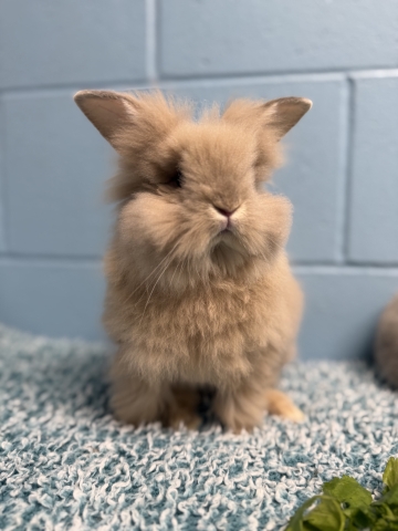 Gouda, Lionhead Mix, Tan, Neutered Male, Approx. 5 months