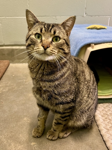 Iron Mike, Domestic Short Hair, Brown Tabby, Neutered Male, Approx. 5 years old