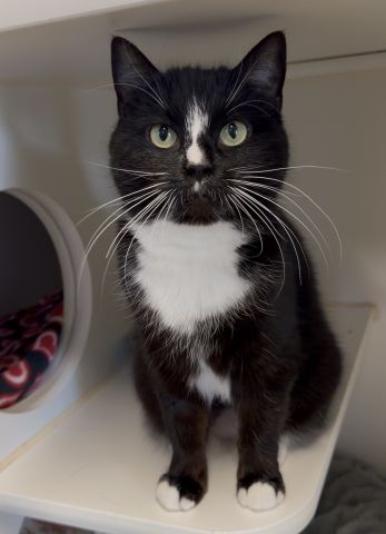 Smitten, Domestic Short Hair, Tuxedo, Spayed Female, Approx. 10 months old