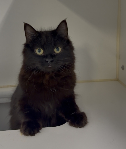 Tigress, Domestic Long Hair, Black, Spayed Female, Approx. 10 months old