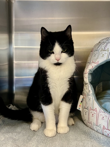 Zeng, Domestic Short Hair, Tuxedo, Neutered Male, Approx. 10 months old 