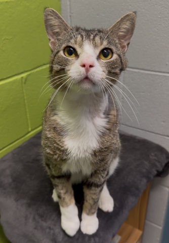 Brock, Domestic Short Hair, Brown Tabby w/ White, Neutered Male, Approx. 3 years old