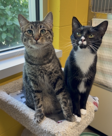 Gale & Raine, Domestic Short Hairs, Brown Tabby and Tuxedo, Neutered Male and Spayed Female, Approx. 1.5 years old