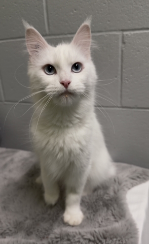 Kennedy, Maine Coon Mix, White, Spayed Female, Approx. 1 year old