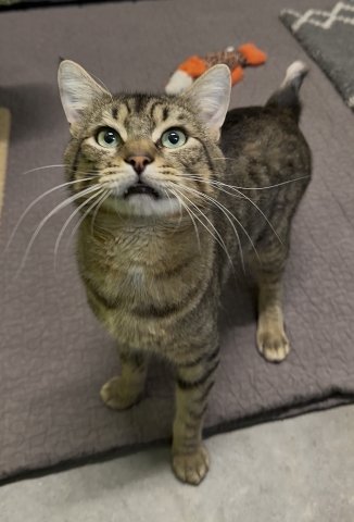 Maurice, Domestic Short Hair, Brown Tabby, Neutered Male, Approx. 2-4 years old