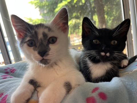 Purrt & Purrcy, Domestic Short Hairs, Tuxedo and Grey/White, Males, Approx. 11 weeks old