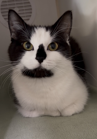 Shifu, Domestic Short Hair, Tuxedo, Spayed Female, Approx. 1 year and 2 months