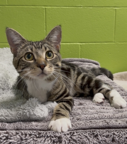 Steven, Domestic Short Hair, Brown Tabby w/ White, Neutered Male, Approx. 10 months old