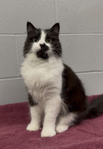 Panda, Domestic Short Hair, Tuxedo, Neutered Male, Approx. 2 years old