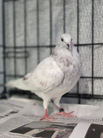 Patti Labelle, Domestic Pigeon, White/Grey, Approx. 1 year, Suspect Female