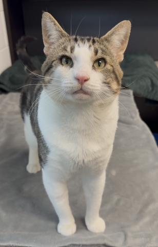 Domestic Short Hair, Brown Tabby w/ White, Neutered Male, Approx. 5 years old