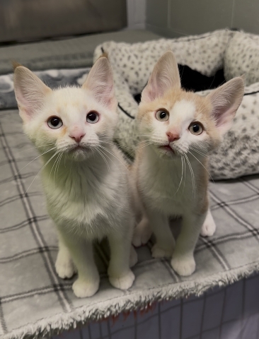 Spritzer & Sailor Jerry, Domestic Short Hair, Flame Point, Buff & White, Males, Approx. 10 months old