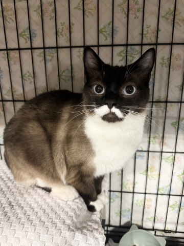 Zara, Snowshoe Mix, Seal Point and White, Spayed Female, Approx. 1 year old