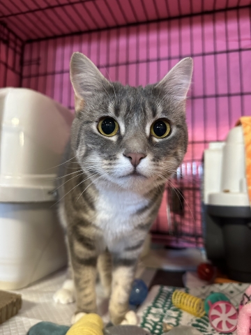 Zelda, Domestic Short Hair, Grey Tabby w/ White, Spayed Female, Approx. 1 year old