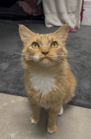 Cheez Whiz, Orange Tabby w/ White, Spayed Female, Approx. 2 years old