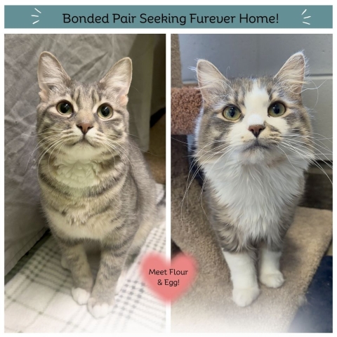 Egg & Flour, Domestic Short + Long Hair, Grey Tabbies w/ White, Spayed Female and Neutered Male, 1 year old