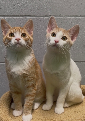 Big Mac & Junior Chicken, Domestic Short Hairs, Orange Tabby w/ White & White w/ Orange Tabby, Males, Approx. 5 months old