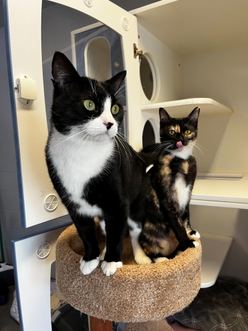 Scrabble & Dice, Domestic Short Hairs, Calico & Tuxedo, Spayed Female and Neutered Male, Approx. 2 years old