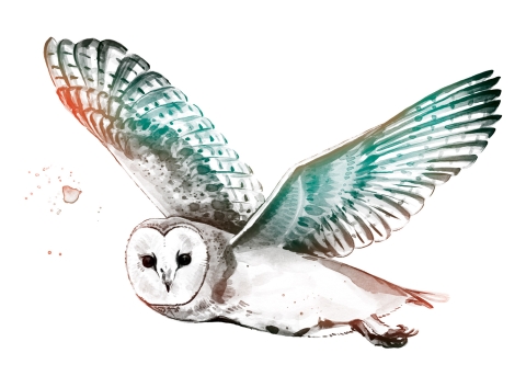 Illustration of Barn Owl