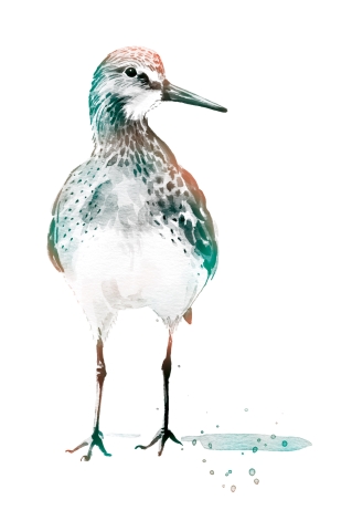 Illustration of Sandpiper