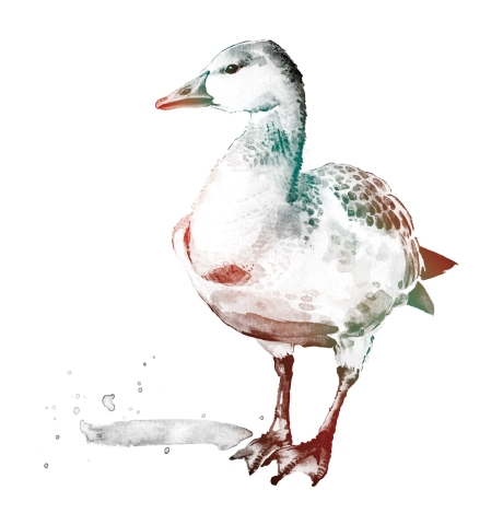 Illustration of a Snow Goose
