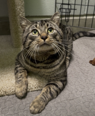 Beau, Domestic Short Hair, Brown Tabby, Neutered Male, Approx. 5 years old
