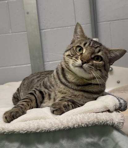 Croissant, Domestic Short Hair, Brown Tabby, Neutered Male, Approx. 3 years old