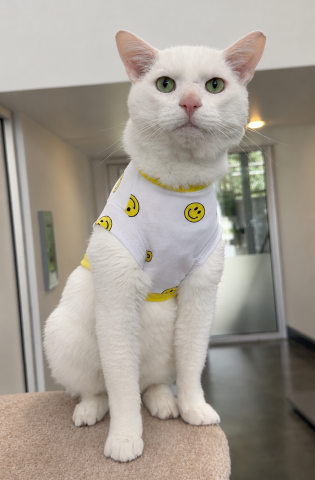 Jon, Domestic Short Hair, White, Neutered Male, Approx. 6-8 years old