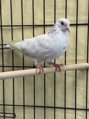 Santa, Domestic Pigeon, White, Male