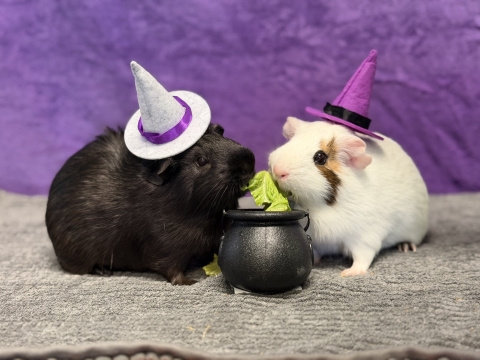 Hocus & Pocus, American Short Coated Guinea Pigs, White w/ Brown and Black, Females