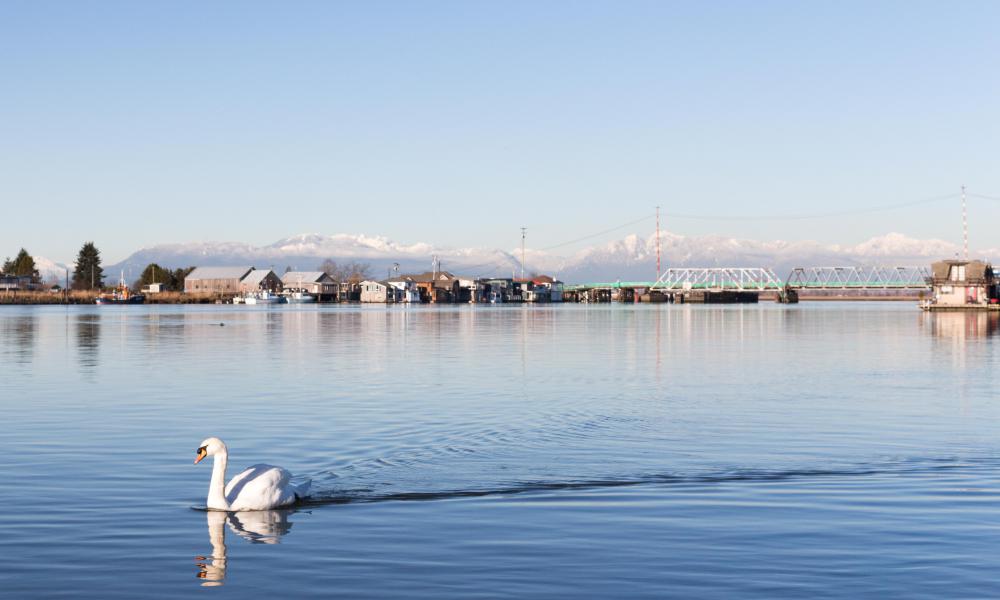 swan in the water with buildings in background