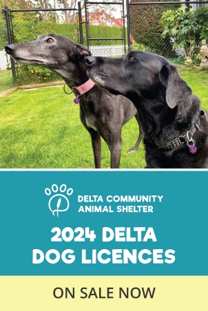Dog Licence City Update