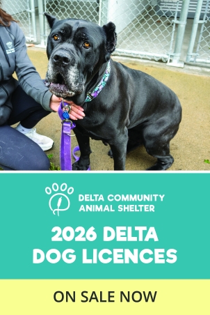 Animal Shelter Dog with new licence
