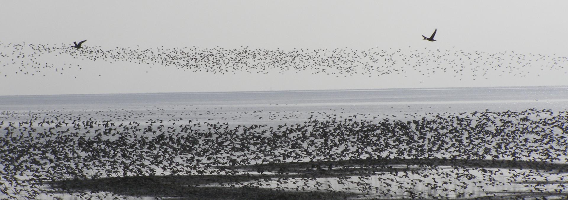 Boundary Bay Birds CAE
