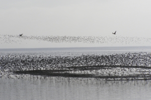 Boundary Bay Birds CAE