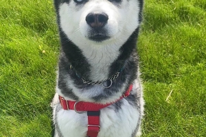 Poppy, Husky, Grey and White, Female, Approx. 4 years old