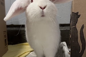 Amelia, New Zealand/ Lop Mix, White, Female, Approx 4 months old